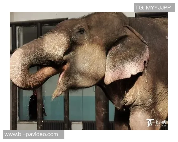 享受短暂假期，贝林厄姆晒自己喂大象的图片